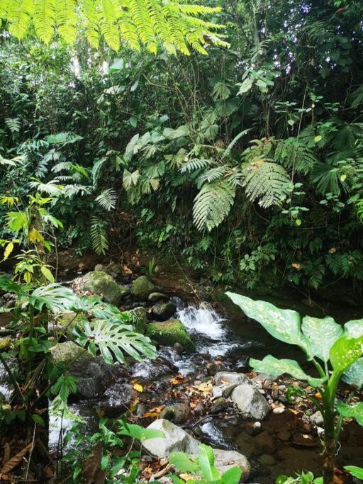 Habana River Lodge And Sanctuary La Fortuna Exterior foto